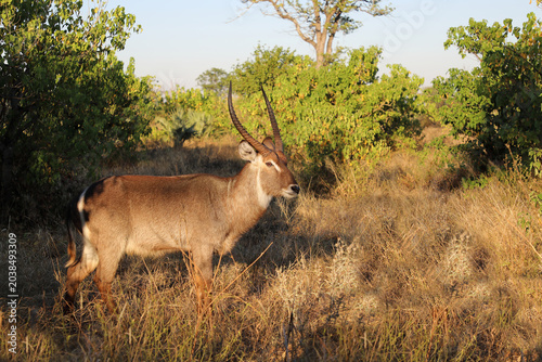 Bild auf Leinwand Wasserbock / Waterbuck / Kobus ellipsiprymnus