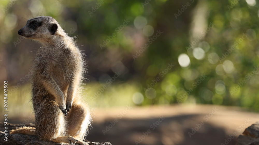 Fototapeta premium Alert Meerkat Standing Upright and Looking Away in Bright Sunlight