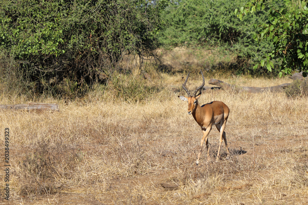 Naklejka premium Schwarzfersenantilope / Impala / Aepyceros melampus