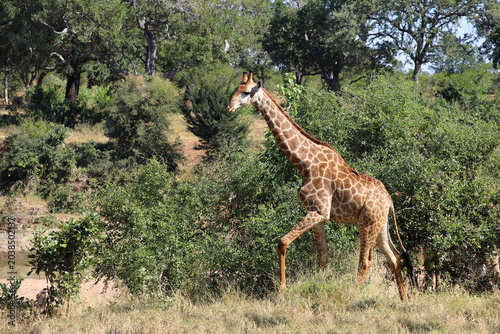 Valokuva Giraffe / Giraffe / Giraffa camelopardalis