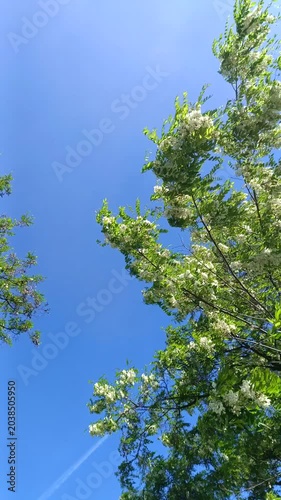 Blooming white acacia tree against blue sky