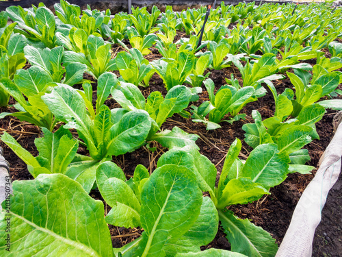 Fresh organic vegetables growing in a green garden during spring and summer