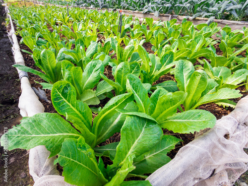 Fresh organic vegetables growing in a green garden during spring and summer