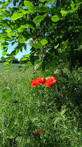Red poppies under green acacia branch