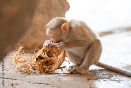 Canvas Print Barbary macaque rhesus monkey eating coconut, wildlife of Hampi India, jungle an