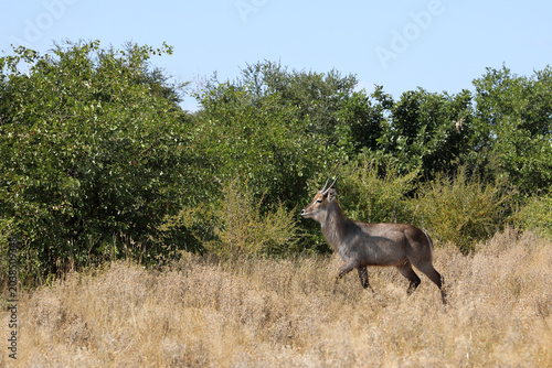 Foto Wasserbock / Waterbuck / Kobus ellipsiprymnus