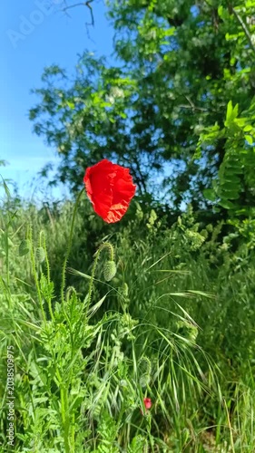 Single red poppy flower in green grass