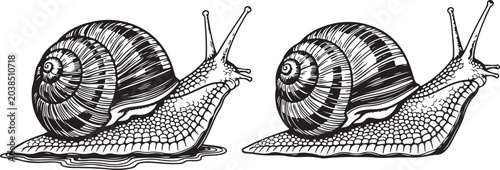 Photos Two garden snails crawling in a line illustration in black and white hand drawn sketch