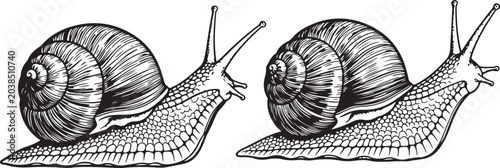 Tableau sur toile Two garden snails crawling in a line illustration in black and white hand drawn sketch