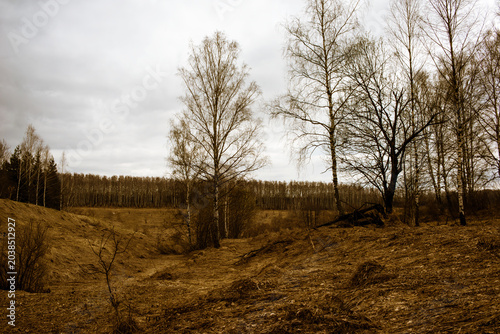 a birch grove in early spring on a cloudy day