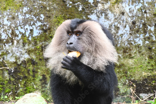Tableau sur toile The lion-tailed macaque (Macaca silenus)