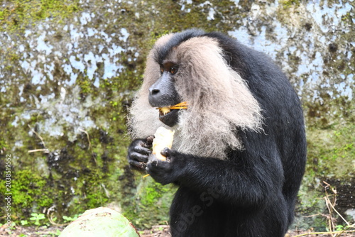 Bild auf Leinwand The lion-tailed macaque (Macaca silenus)