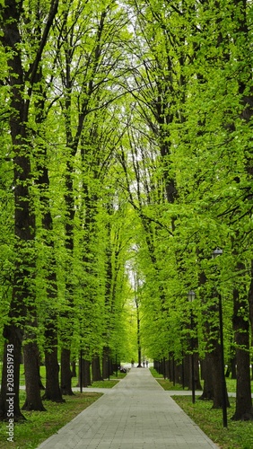 road in the forest