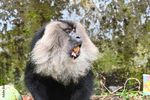 The lion-tailed macaque (Macaca silenus)