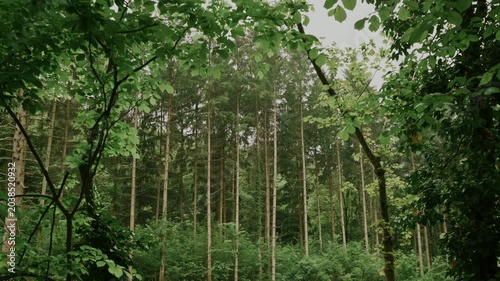 Dense Green Forest Near Vienna With Tall Pine Trunks, Leafy Canopy Framing Overcast Sky, Visible Undergrowth