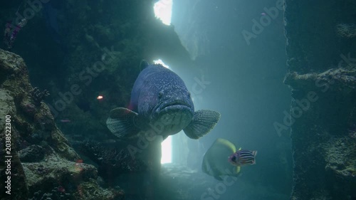 Large Grouper Fish Sunlit Underwater Cave, Glides Toward Camera Through Coral Arch, Small Tropical Fish Weave