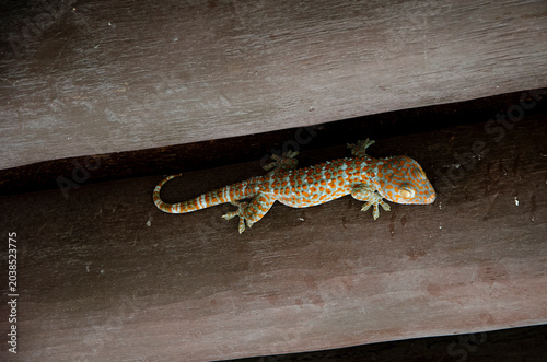 Obraz na płótnie gecko-02