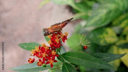 Closeup Orange Butterfly On Red Flowers, Perched On Starshaped Blooms With Green Leaves, Blurred Garden