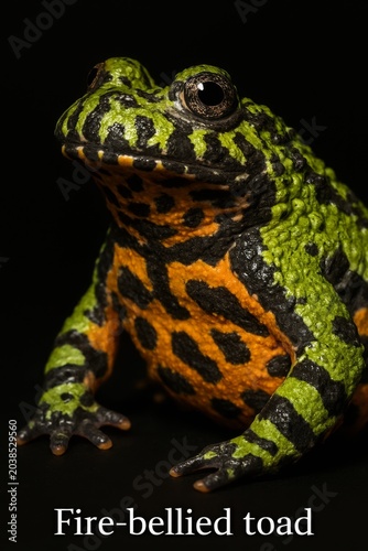 Detailed atlas style photograph of an oriental fire bellied toad