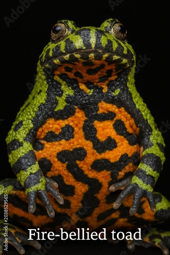 Close profile of a warty frog with bright orange underbelly