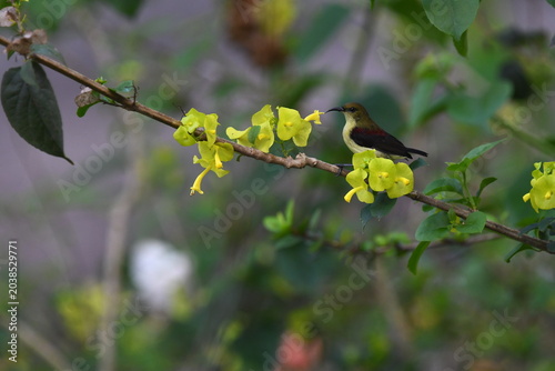 The crimson-backed sunbird or small sunbird (Leptocoma minima)