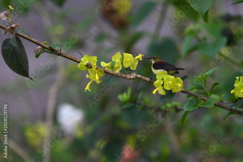 The crimson-backed sunbird or small sunbird (Leptocoma minima)
