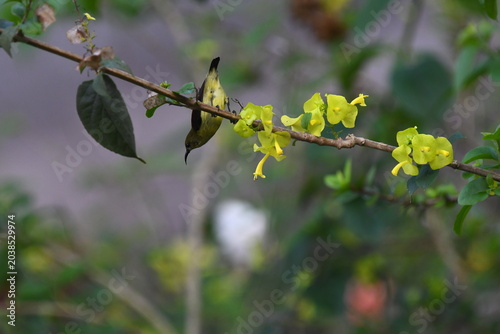 The crimson-backed sunbird or small sunbird (Leptocoma minima)