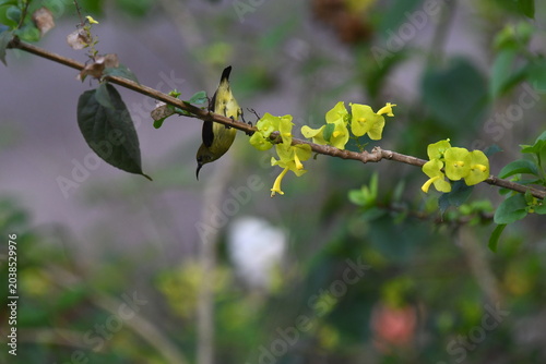 The crimson-backed sunbird or small sunbird (Leptocoma minima)