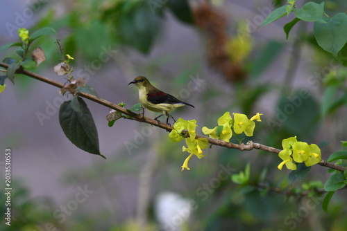 The crimson-backed sunbird or small sunbird (Leptocoma minima)