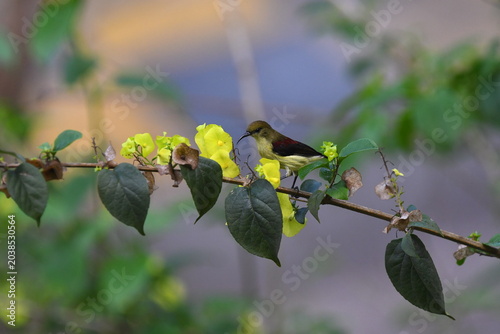 The crimson-backed sunbird or small sunbird (Leptocoma minima)