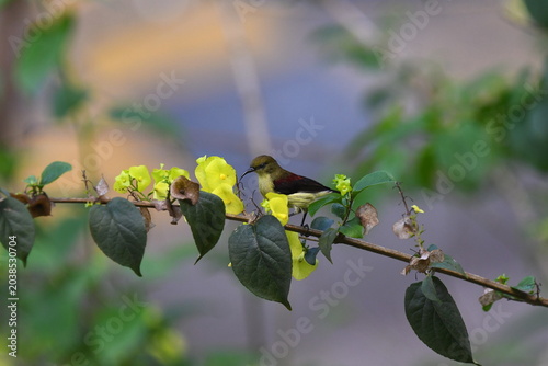 The crimson-backed sunbird or small sunbird (Leptocoma minima)