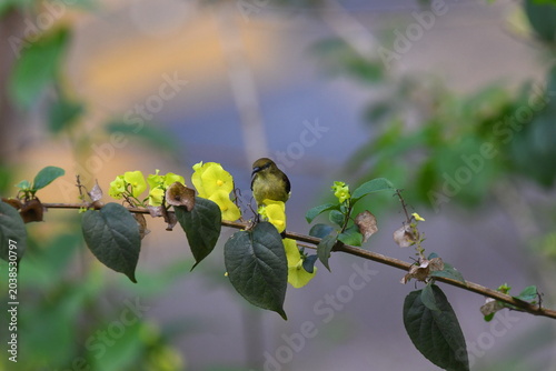 The crimson-backed sunbird or small sunbird (Leptocoma minima)