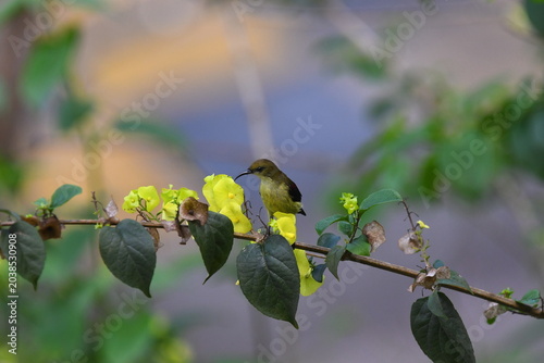 The crimson-backed sunbird or small sunbird (Leptocoma minima)