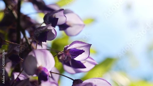 purple orchid flower