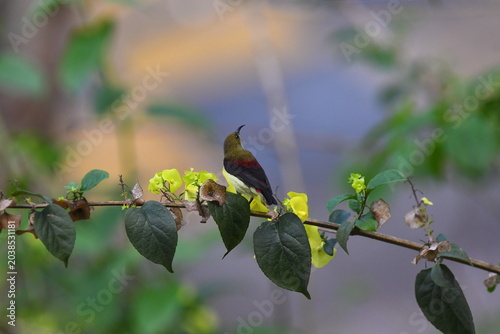 The crimson-backed sunbird or small sunbird (Leptocoma minima)
