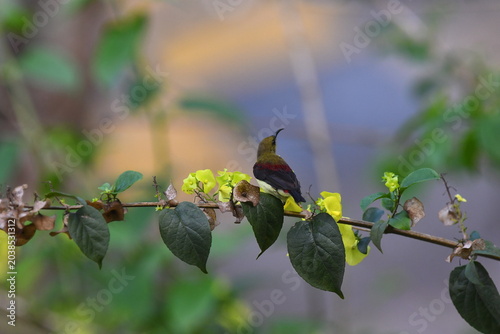 The crimson-backed sunbird or small sunbird (Leptocoma minima)