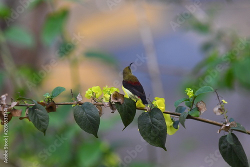The crimson-backed sunbird or small sunbird (Leptocoma minima)