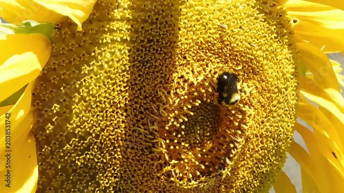 sunflower and bee