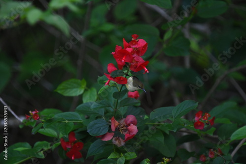 The crimson-backed sunbird, or small sunbird ,Leptocoma minima