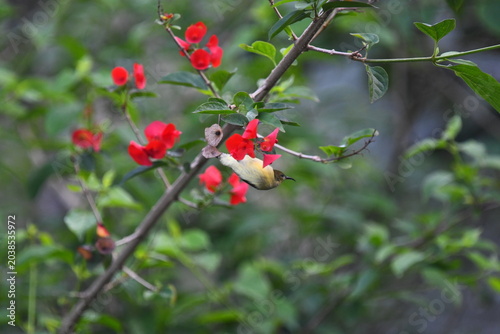 The crimson-backed sunbird, or small sunbird ,Leptocoma minima
