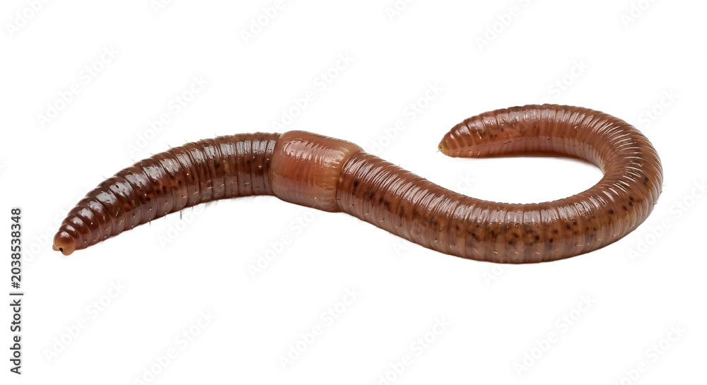 Naklejka premium worm on white background