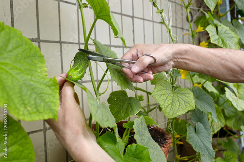 Men's hands harvests cuts the cucumber with scissors. Farmer man gardening in home greenhouse
