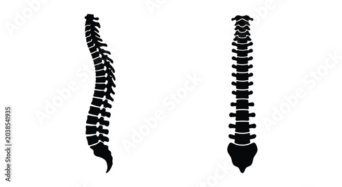 Tableau sur toile human spine silhouette on white background vertebrae skeletal anatomy bones back