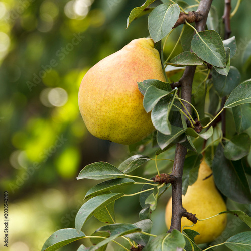 Two ripe pears hanging from a branch surrounded by green leaves