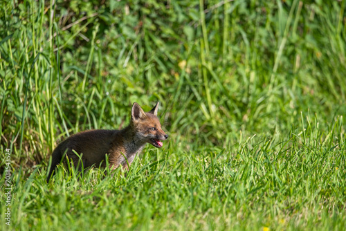 Foto A young fox cub looks out across a field on a hot summers evening