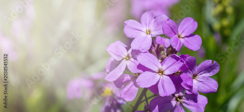 Cuadro en lienzo Beautiful purple phlox flowers blooming in spring garden with soft light bokeh b