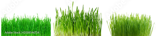 Lush, vibrant green grass sections, appearing fresh and healthy, isolated on a transparent background.