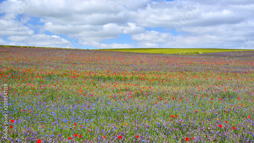 Tableau sur toile A spring day in the meadows of Castile, with poppies and other flowers beneath a blue sky with cumulus clouds