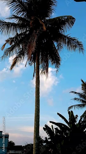 palm trees at sunset