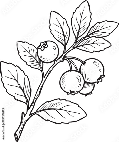 Bild auf Leinwand Blueberry vaccinium corymbosum branch with berries and oval leaves hand drawn sk